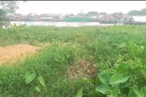 Aliran Sungai Tuan Kentang Lorong Bersama Dipenuhi Eceng Gondok