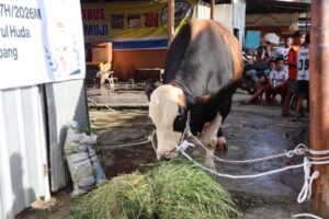 Ratu Dewa antarkan sapi kurban Presiden RI disambut Riuh warga SU 1 Palembang