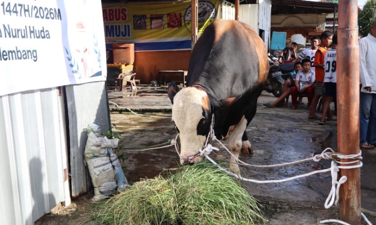 Ratu Dewa antarkan sapi kurban Presiden RI disambut Riuh warga SU 1 Palembang