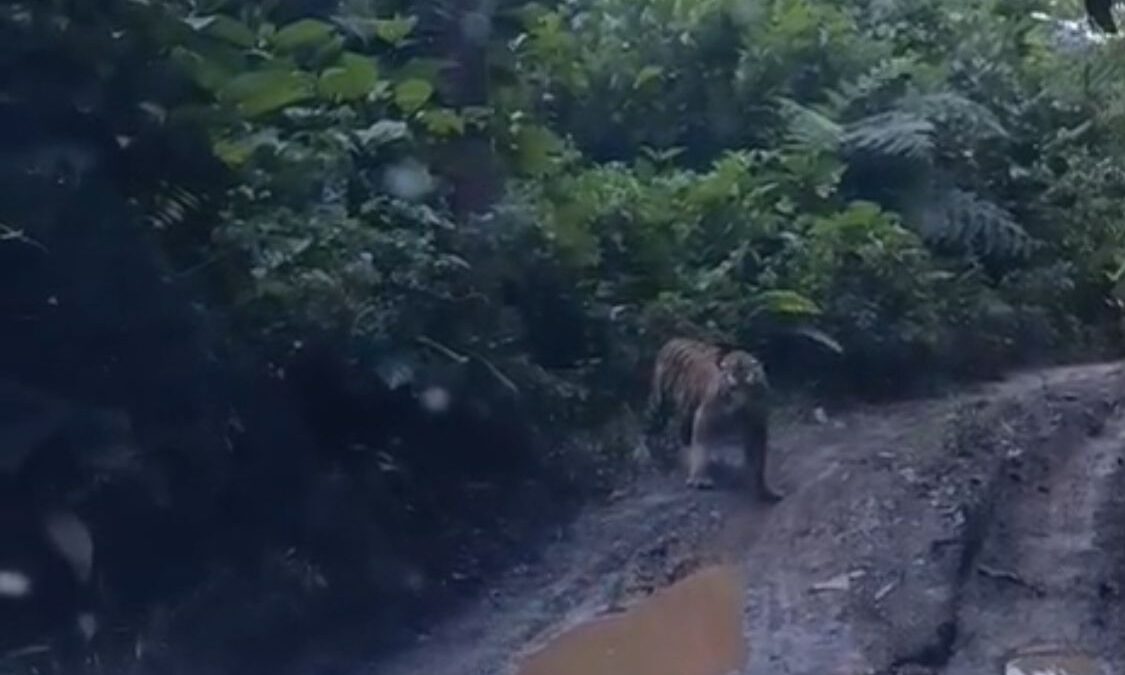Harimau Sumatera Muncul di Air Liki Merangin, Diduga Terdampak Perusakan Hutan Akibat Tambang Emas Ilegal