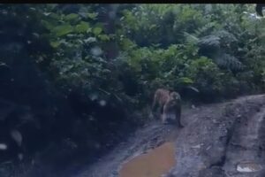 Harimau Sumatera Muncul di Air Liki Merangin, Diduga Terdampak Perusakan Hutan Akibat Tambang Emas Ilegal