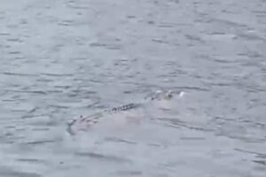Buaya 3 Meter Muncul di Bengawan Solo Gresik, Warga Diminta Waspada