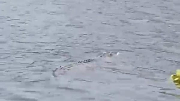 Buaya 3 Meter Muncul di Bengawan Solo Gresik, Warga Diminta Waspada