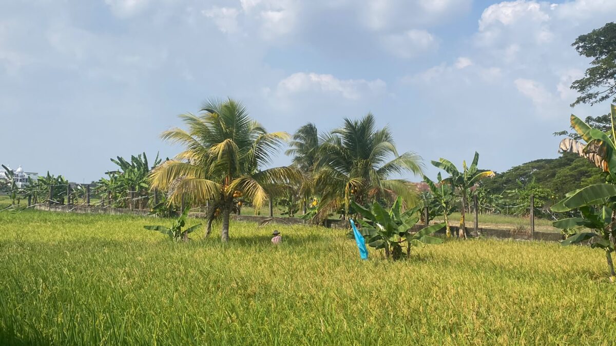 Di Balik Padatnya Kota Palembang, Ada 2.953 Hektare Sawah dan 6.345 Petani, Baru 806,81 Hektare Diusulkan Jadi LP2B