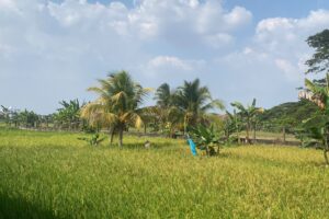 Siapa Sangka Kota Palembang Ternyata Punya 2.953 Hektare Sawah, Ini Sebarannya