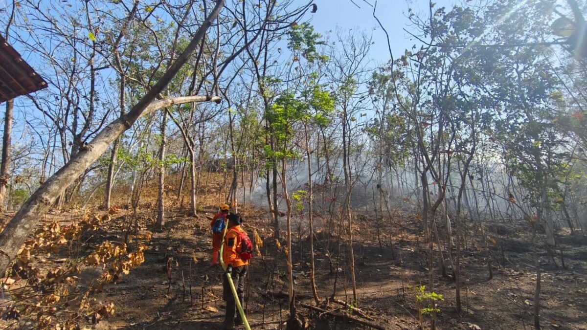 BNPB Catat Kekeringan dan Karhutla di Sejumlah Daerah, Bromo Capai 176 Hektare