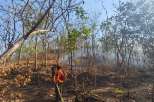 BNPB Catat Kekeringan dan Karhutla di Sejumlah Daerah, Bromo Capai 176 Hektare