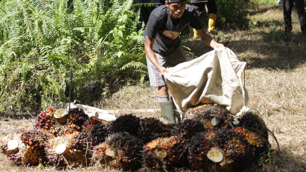 Dugaan Pencurian TBS Sawit Disebut Terorganisir, Petani dan Pekerja Minta Penegakan Hukum Diperkuat