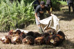Dugaan Pencurian TBS Sawit Disebut Terorganisir, Petani dan Pekerja Minta Penegakan Hukum Diperkuat