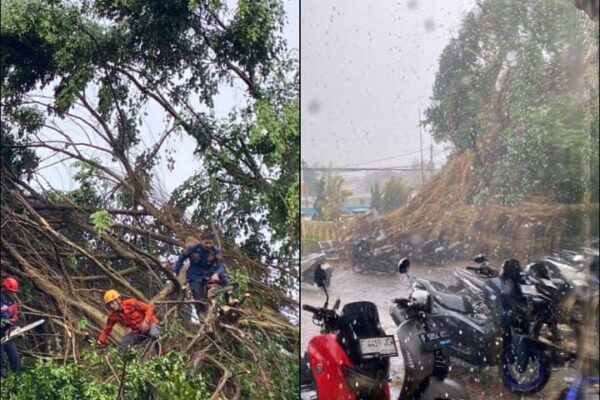 Hujan Deras dan Angin Kencang Terjang Cicurug, Pohon Beringin Tumbang Timpa Kendaraan