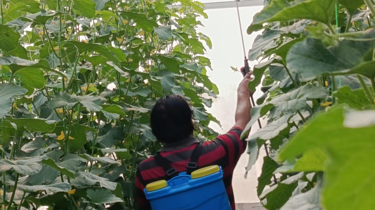 Warga Tamansari Hills Mangunharjo Semarang Patungan Bangun Greenhouse Melon, Modal per Saham Rp250 Ribu