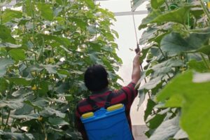 Warga Tamansari Hills Mangunharjo Semarang Patungan Bangun Greenhouse Melon, Modal per Saham Rp250 Ribu