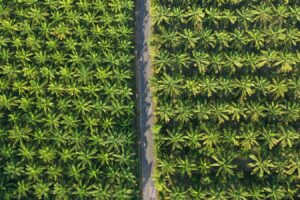 PTPN IV PalmCo Percepat Sertifikasi Keberlanjutan, Penjualan Produk Premium Naik 148 Persen