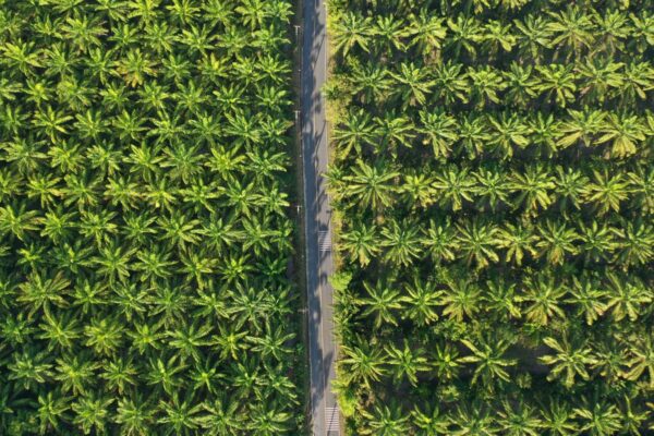 PTPN IV PalmCo Percepat Sertifikasi Keberlanjutan, Penjualan Produk Premium Naik 148 Persen